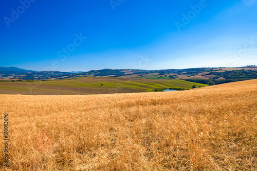 Tuscany landscape with golden wheat field and clear blue sky