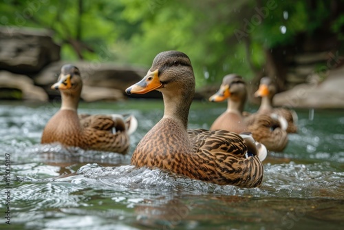 Five ducks calmly navigate a river with lush forest scenery in the background, emitting a serene atmosphere © Larisa AI
