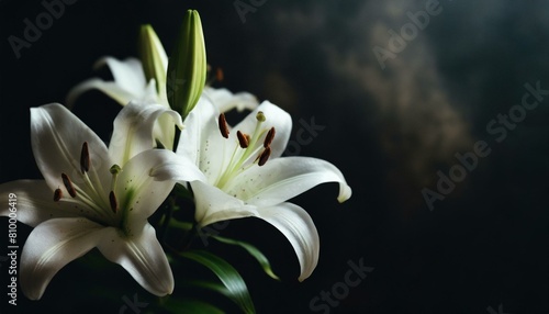 white lily flowers on black background