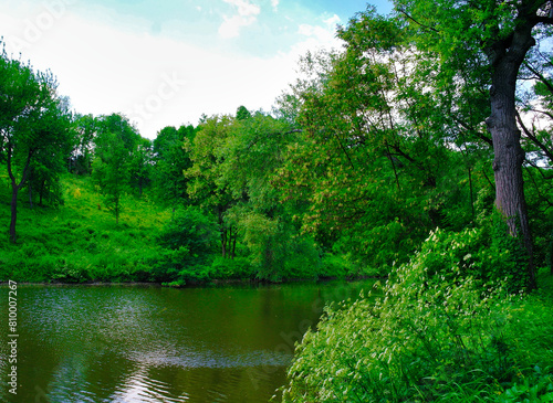 Summer landscape  the river in the park  tree in the park