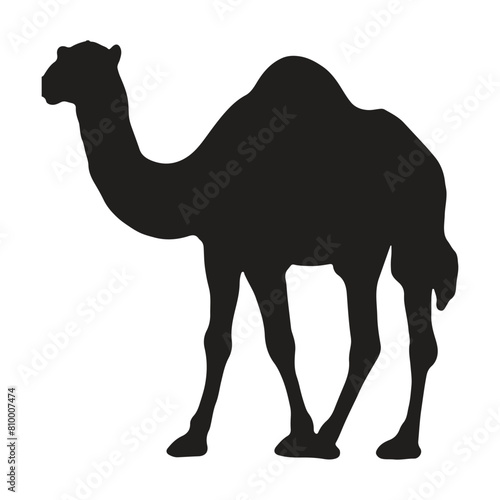 camel with silhouette vector illustration