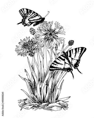 Butterflies on a Flower Vector outline illustration. Drawing of vintage print. Black line art of flying insects with white wings. Hand drawn clipart of cornflower. Linear sketch on white background © Ekaterina