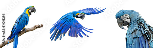Blue Macaw and Blue Parrot Compilation  Close Shot  Flying  Semi and Full Body  Isolated on Transparent Background  PNG