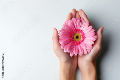 Pair of graceful female hands holding pink gerbera flower on pure white background, capturing moment of beauty and tranquility. Concept of purity and spiritual awakening, women's health and meditation