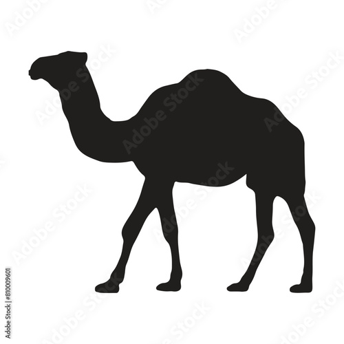 camel with silhouette vector illustration