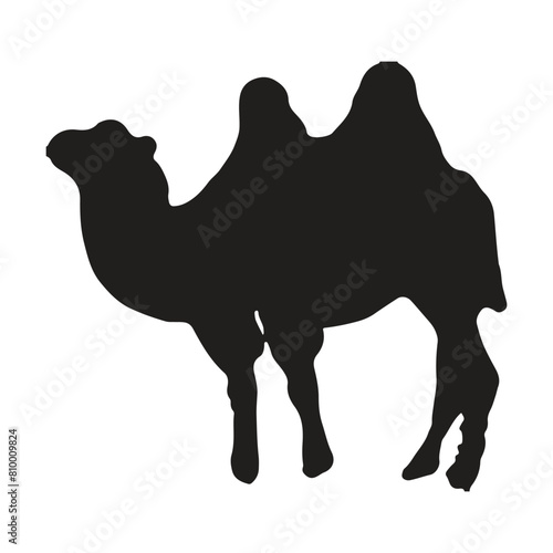 camel with silhouette vector illustration