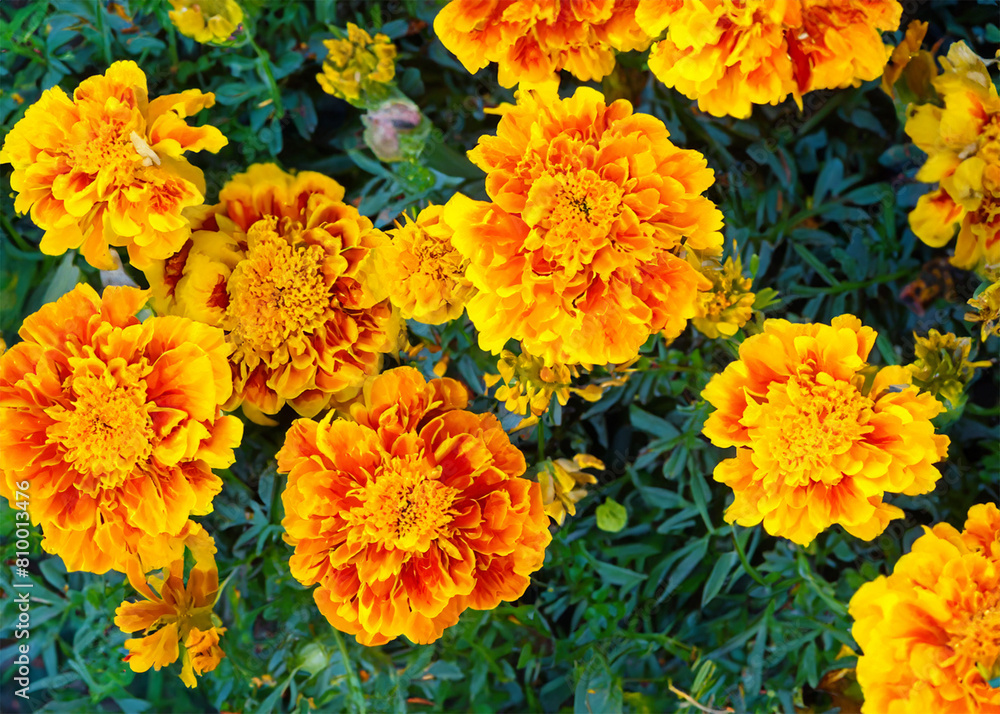 sun flower sun flower