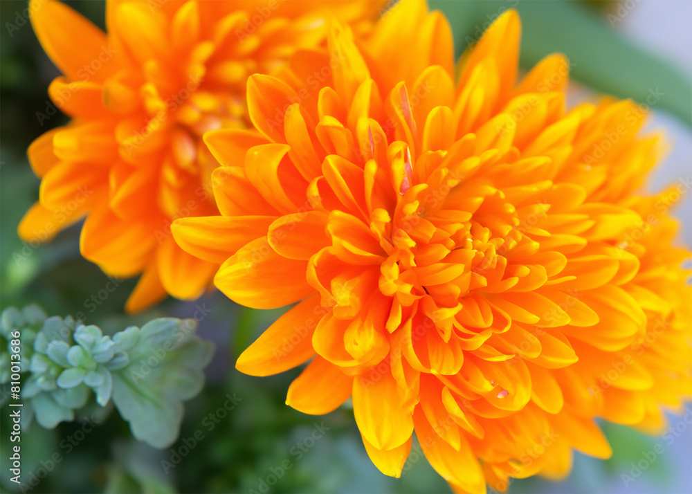 sun flower sun flower