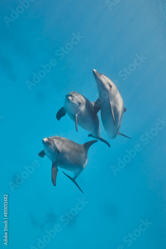 Common bottlenose dolphin tursiops truncatus underwater