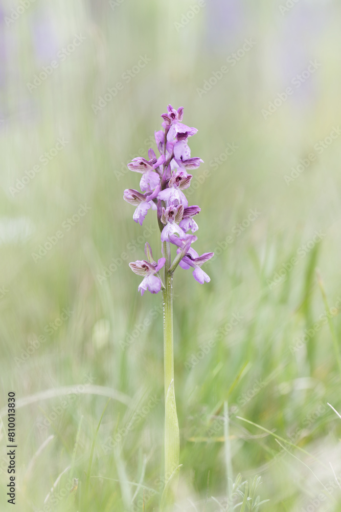 kleines Knabenkraut Anacamptis mori kleines Knabenkraut Anacamptis mori