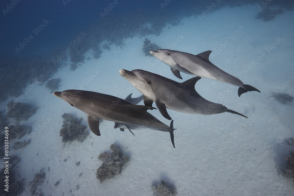 Fototapeta premium Common bottlenose dolphin tursiops truncatus underwater