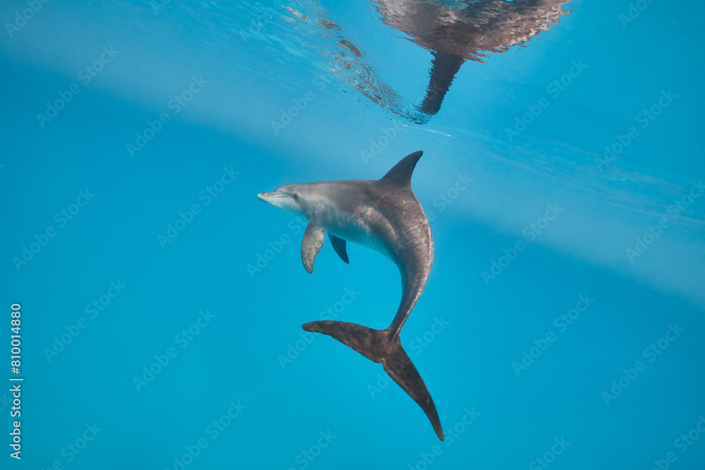 Obraz premium Common bottlenose dolphin tursiops truncatus underwater