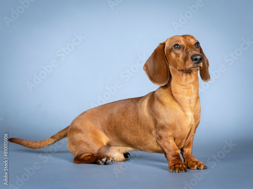 Brown shorthair dachshund sitting in a photography studio