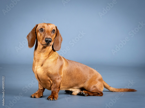 Brown shorthair dachshund sitting in a photography studio