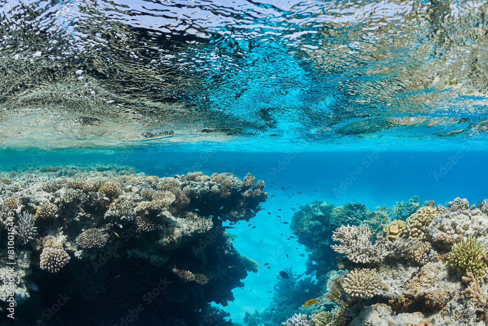 Underwater seascape coral and fishes