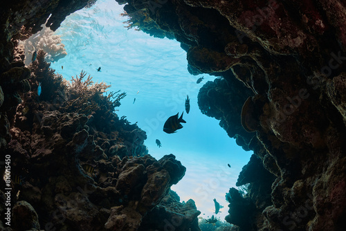 Underwater seascape coral and fishes