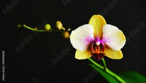  Vibrant Close-Up of Exotic orchid Flower Blooming Against Black Background