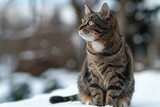 Beautiful tabby cat sitting on snow in winter forest,  Selective focus