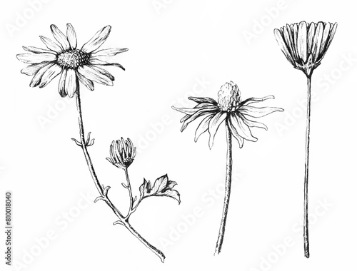Hand drawn black and white botany flowers. Raster detailed flowers on white background. Chamomile flower bud set (ID: 810018040)