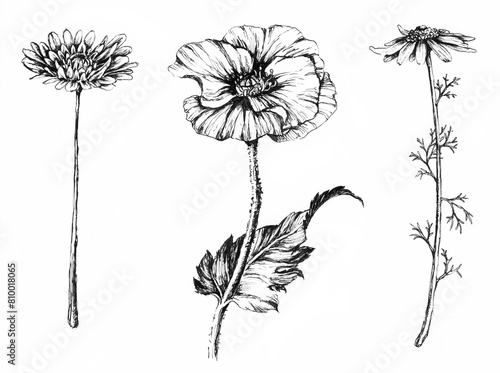 Hand drawn black and white botany flowers. Raster detailed flowers on white background. Chamomile flower bud, dandelion and peony set (ID: 810018065)