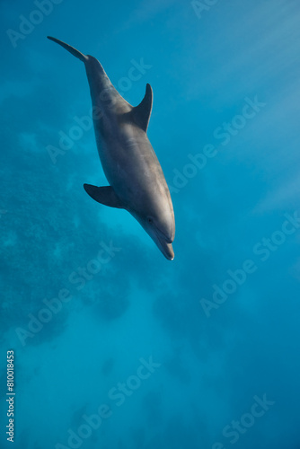 Common bottlenose dolphin tursiops truncatus underwater