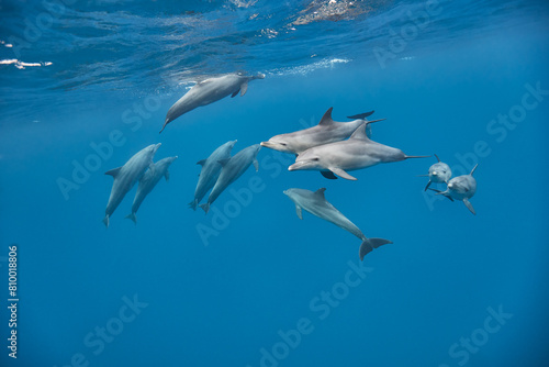 Common bottlenose dolphin tursiops truncatus underwater