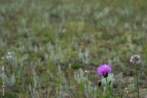 Pink thistle flower in the foreground on blurred pale green natural background, taiga dry grass and mosses. Copy space. Horizontal floral background for environmental conservation on ecological issues