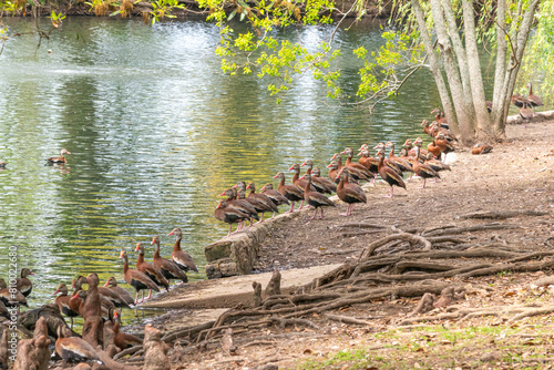 Flock of Black Bellied Whistling Ducks at edge of river during spring migration