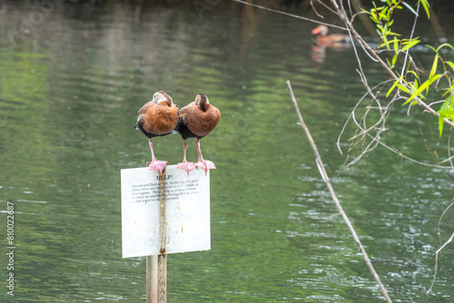 Pair of Black Bellied Whistling Ducks perched on sign near fishing lake 