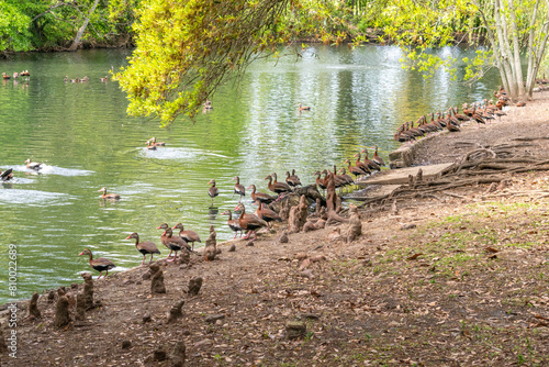 Flock of Black Bellied Whistling Ducks at edge of river during spring migration