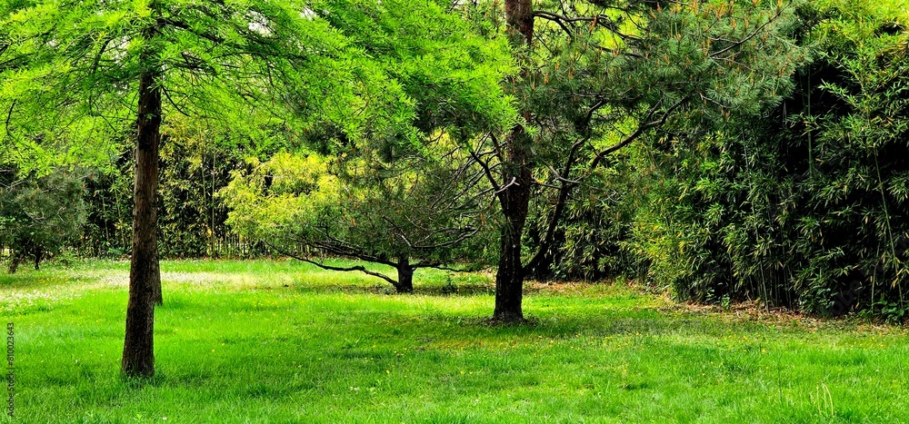 Grassy area with scattered trees