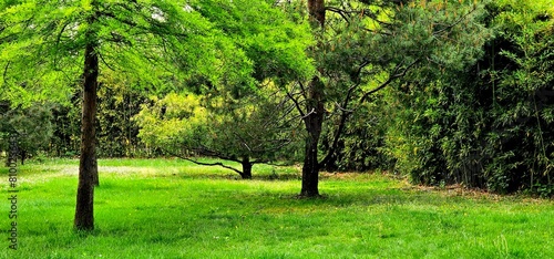 Grassy area with scattered trees