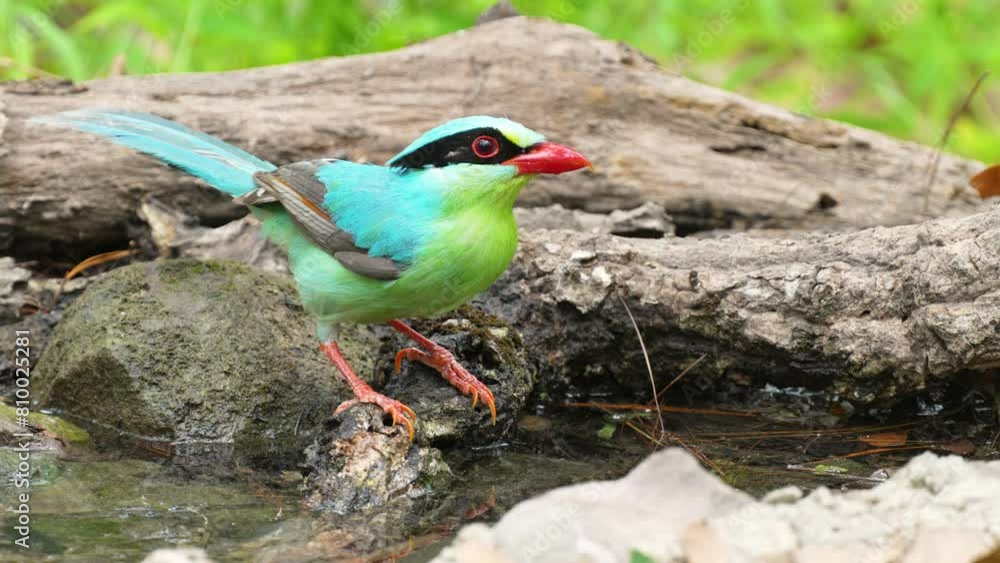 Common Green Magpie drinking water in pond bird watching in the forest Common Green Magpie drinking water in pond bird watching in the forest