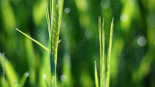 Green wheat growing in field.