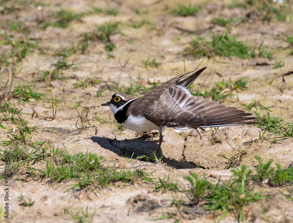 Little Ringed Plover on the beach