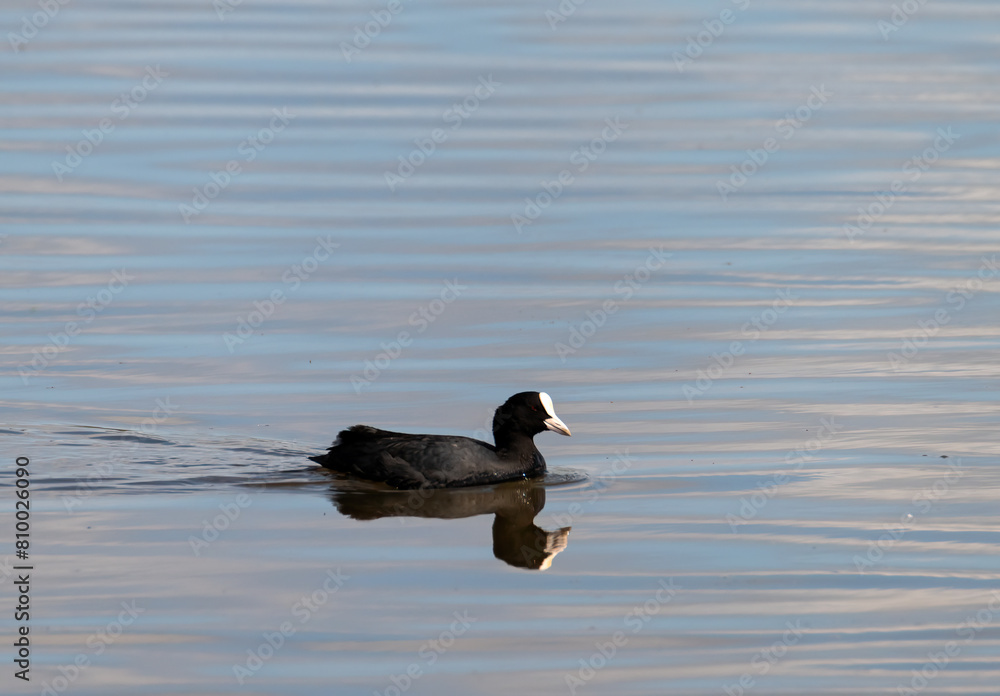Eurasian Coot duck on the water Eurasian Coot duck on the water