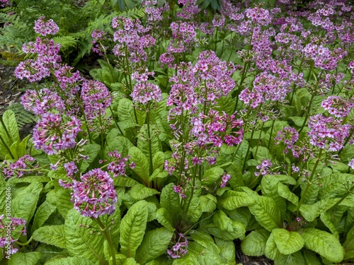 Lavander and green Primulaceae in bloom