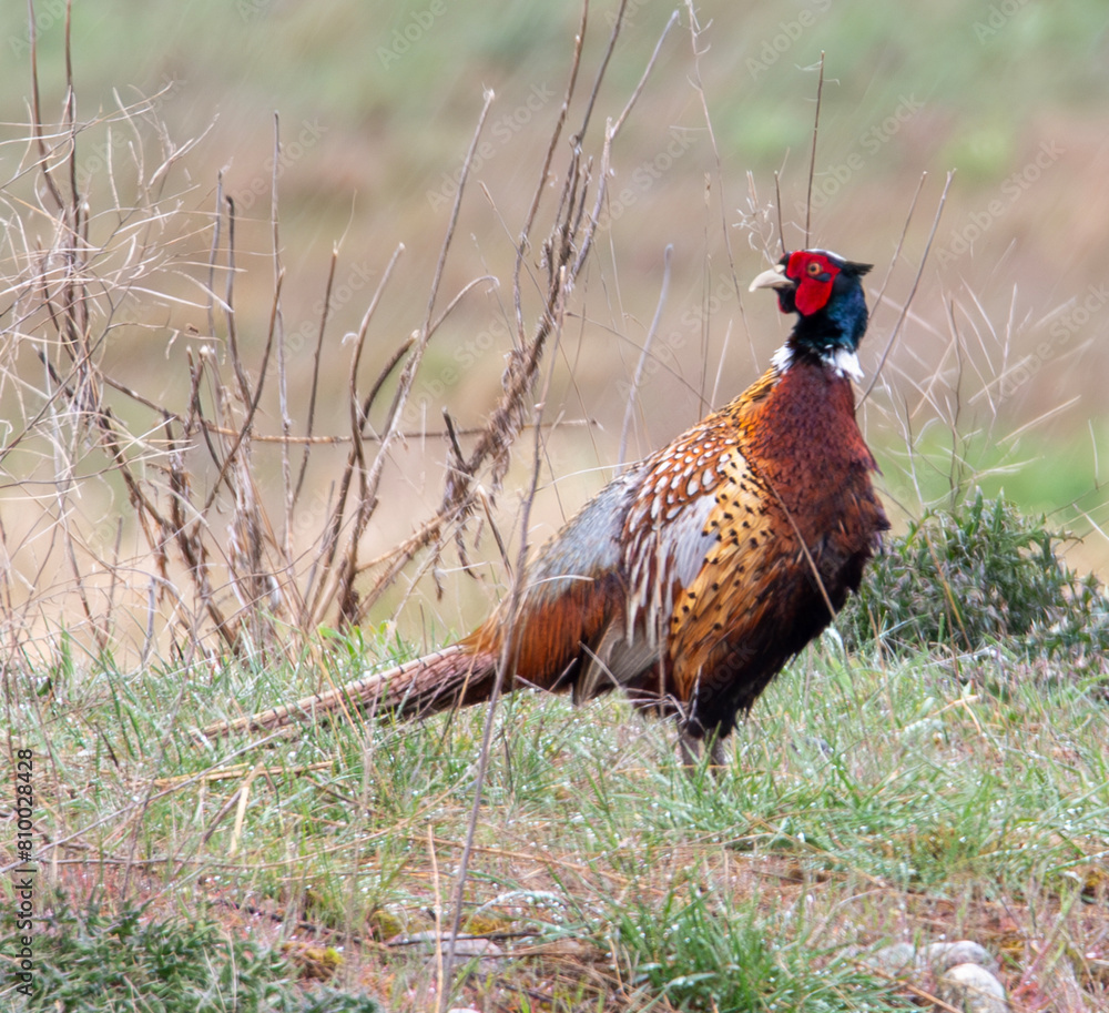 Fototapeta premium Pheasant