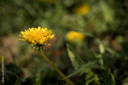 Yellow blooming spring dandelion on a background of green grass	