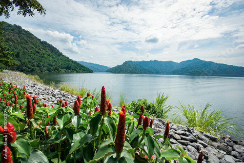 Red flower and green mountain at Khun Dan Pra kan Chon Dam, Nakon Nayok province, Thailand. photo