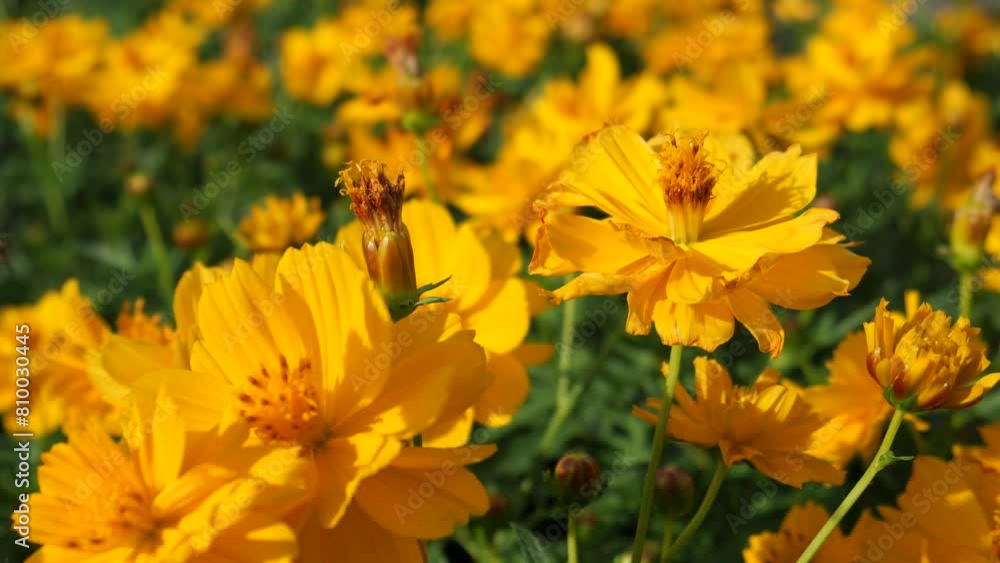 The blossom of beautiful flowers The blossom of beautiful flowers