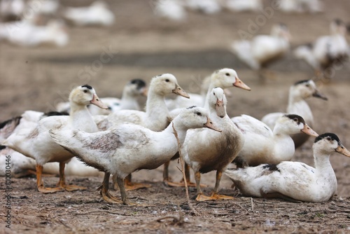 Elevage de canards gras, risque de grippe aviaire