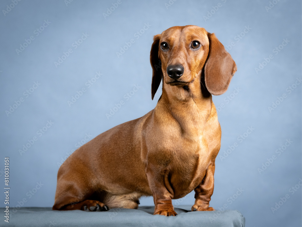 Brown dachshund sitting in a photography studio