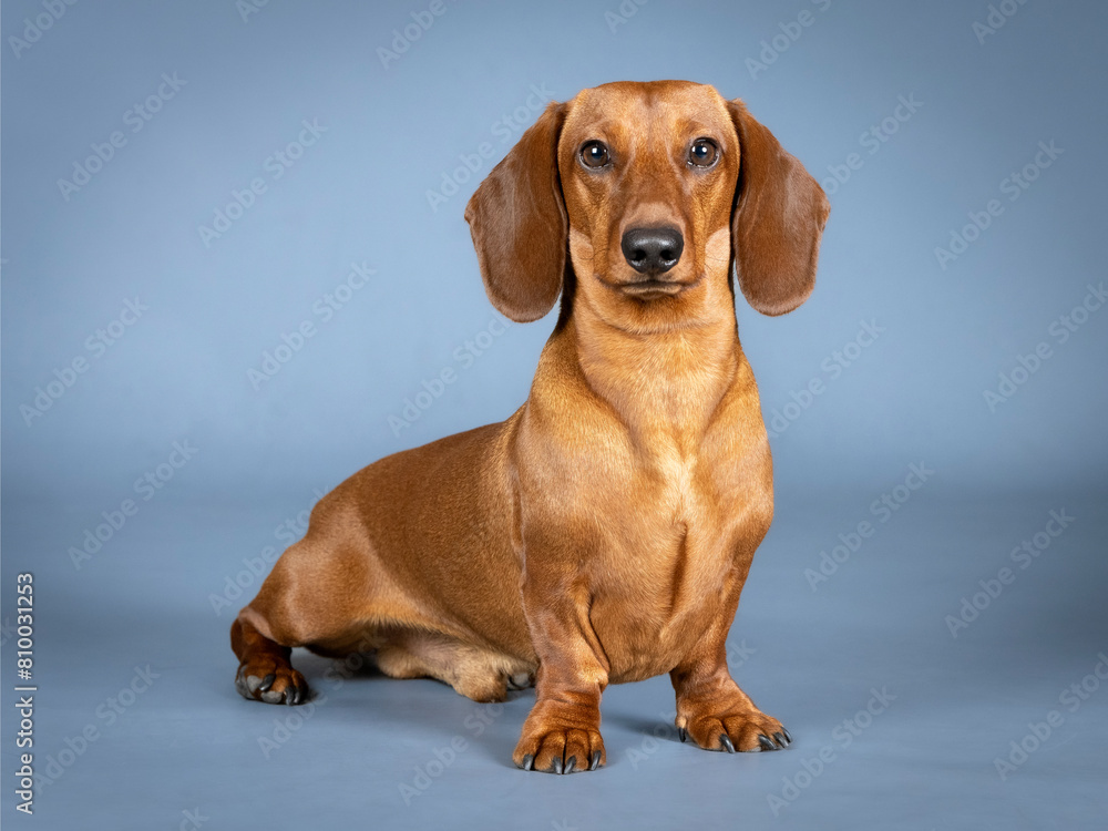 Brown dachshund sitting in a photography studio