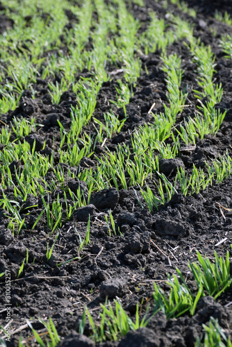 Sprouts of young wheat sprout in the field field in the foreground. The background is blurred. Selective background