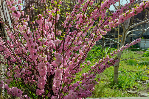 Flowering bush of Prunus triloba in spring sunlight.