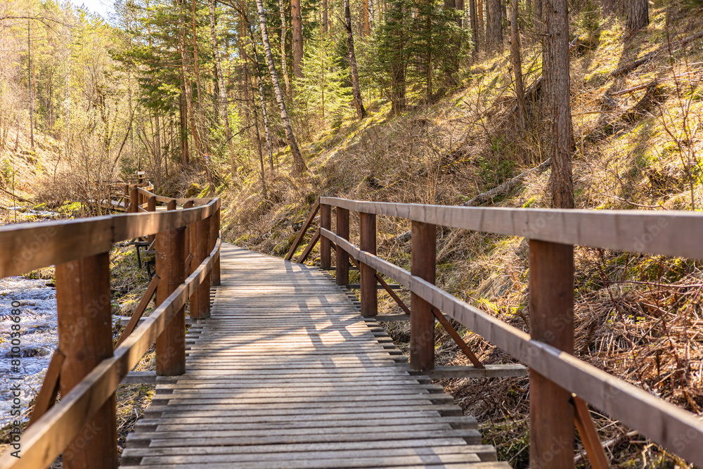 Obraz premium Landscape in spring, summer in a forest. A wooden hiking trail lead through the forest.