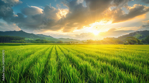 Rice fields at sunset  rice plantations with golden light and mountains in the background. Organic farm life landscape. Green grass meadow of a sugar cane field in a rural area