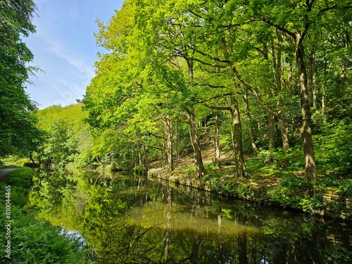 Canal in the forest