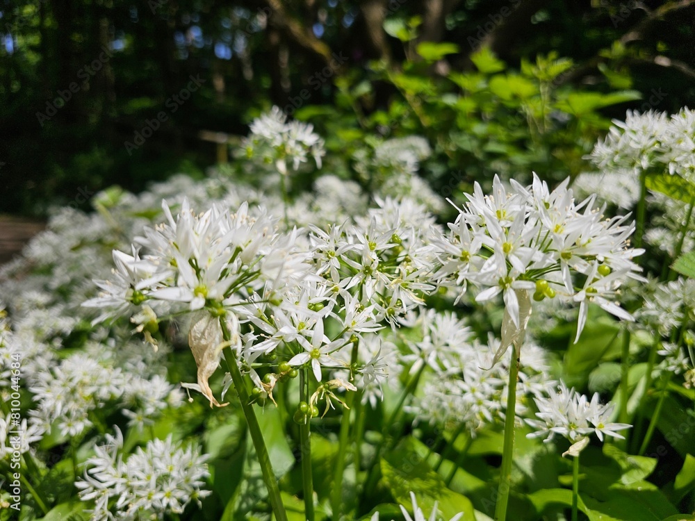 Wild Garlic Wild Garlic